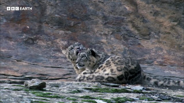 How Snow Leopards Survive on the Roof of the World _ BBC Earth Thumbnail