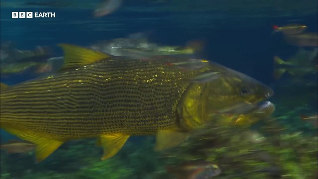Piranhas Strip a Fish to the Bone _ 20 Years of Planet Earth _ BBC Earth Thumbnail