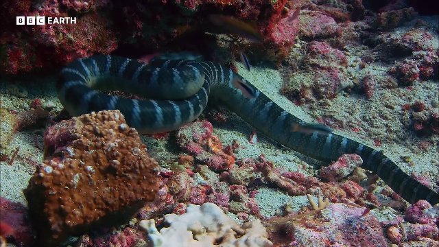 Highly Venomous Sea Snakes Hunt in Huge Group _ 20 Years of Planet Earth _ BBC Earth Thumbnail