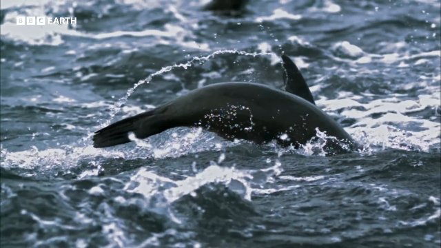 Great Whites Hunt Cape Fur Seals _ 20 Years of Planet Earth _ BBC Earth Thumbnail