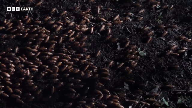 The Biggest Insect Emergence on the Planet _ 20 Years of Planet Earth _ BBC Earth Thumbnail
