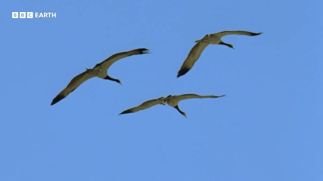 Breathtaking Moments from Planet Earth _ 20 Years of Planet Earth _ BBC Earth Thumbnail