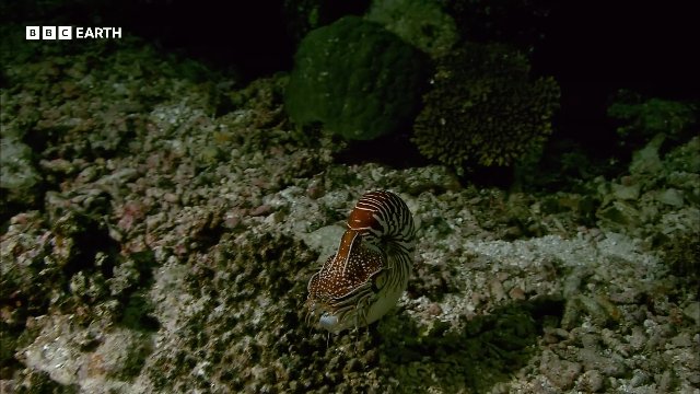 The Extraordinary Adaptations of a 500 Million Year Old Species _ BBC Earth Thumbnail