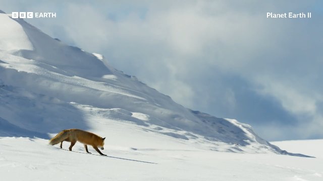 Red Fox’s Impressive Snow Dive To Hunt Prey _ 20 Years of Planet Earth II _ BBC Earth Thumbnail