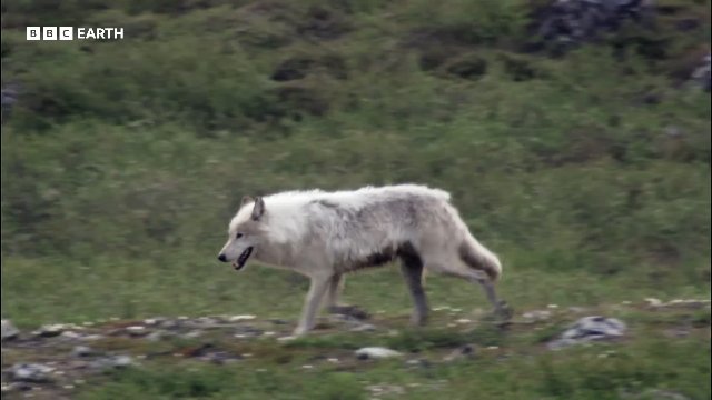Starving Wolf Hunts Caribou _ 20 Years of Planet Earth _ BBC Earth Thumbnail
