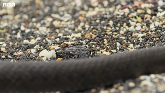 Baby Iguana vs Racer Snakes _ 20 Years of Planet Earth II _ BBC Earth Thumbnail