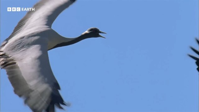Golden Eagles vs Demoiselle Cranes _ 20 Years of Planet Earth _ BBC Earth Thumbnail