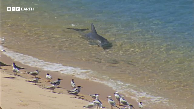 The Unique Trick Dolphins Use to Hunt _ 20 Years of Planet Earth _ BBC Earth Thumbnail