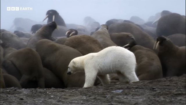 Polar Bear Takes on Walrus Herd _ 20 Years of Planet Earth _ BBC Earth Thumbnail