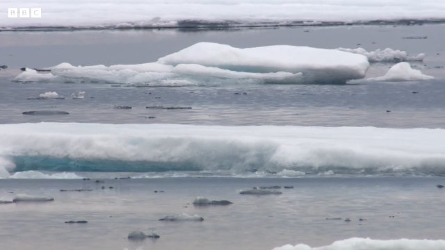 Incredible Bear Moments _ BBC Earth Thumbnail