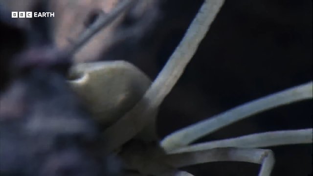 1 Hour of Iconic Planet Earth Moments _ 20 Years of Planet Earth _ BBC Earth Thumbnail