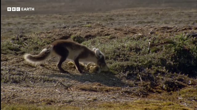Arctic Fox vs Snow Geese _ 20 Years of Planet Earth _ BBC Earth Thumbnail
