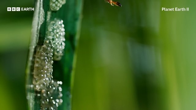 Super Dad Frog Defends His Eggs From Wasps _ 20 Years of Planet Earth _ BBC Earth Thumbnail