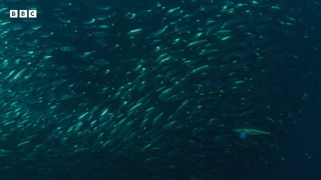 Fascinating Orca Moments _ BBC Earth Thumbnail