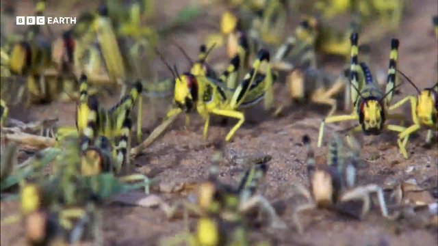 Nature's Most Destructive Swarm _ 20 Years of Planet Earth _ BBC Earth Thumbnail